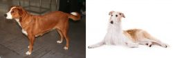 Osterreichischer Kurzhaariger Pinscher vs Borzoi - Breed Comparison