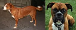 Osterreichischer Kurzhaariger Pinscher vs Boxer - Breed Comparison