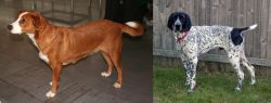 Osterreichischer Kurzhaariger Pinscher vs Braque d'Auvergne - Breed Comparison