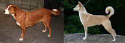 Osterreichischer Kurzhaariger Pinscher vs Canaan Dog - Breed Comparison