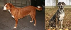 Osterreichischer Kurzhaariger Pinscher vs Catahoula Leopard - Breed Comparison
