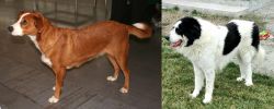 Osterreichischer Kurzhaariger Pinscher vs Ciobanesc de Bucovina - Breed Comparison
