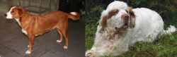 Osterreichischer Kurzhaariger Pinscher vs Clumber Spaniel - Breed Comparison