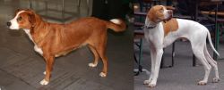 Osterreichischer Kurzhaariger Pinscher vs English Pointer - Breed Comparison