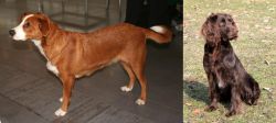 Osterreichischer Kurzhaariger Pinscher vs German Spaniel - Breed Comparison