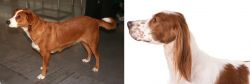 Osterreichischer Kurzhaariger Pinscher vs Irish Red and White Setter - Breed Comparison
