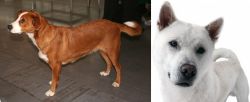 Osterreichischer Kurzhaariger Pinscher vs Kishu - Breed Comparison