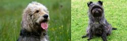 Otterhound vs Affenpinscher - Breed Comparison