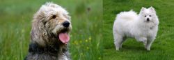 Otterhound vs American Eskimo Dog - Breed Comparison