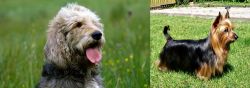 Otterhound vs Australian Silky Terrier - Breed Comparison