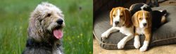 Otterhound vs Beagle - Breed Comparison