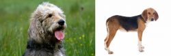 Otterhound vs Beagle-Harrier - Breed Comparison