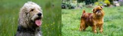 Otterhound vs Brussels Griffon - Breed Comparison