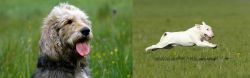Otterhound vs Bull Terrier - Breed Comparison