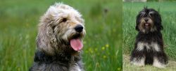 Otterhound vs Cao da Serra de Aires - Breed Comparison