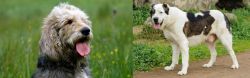Otterhound vs Central Asian Shepherd - Breed Comparison