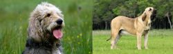 Otterhound vs Fila Brasileiro - Breed Comparison