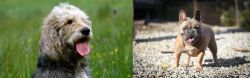 Otterhound vs French Bulldog - Breed Comparison