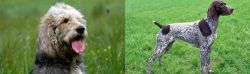 Otterhound vs German Shorthaired Pointer - Breed Comparison