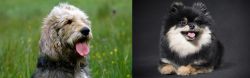Otterhound vs German Spitz (Klein) - Breed Comparison