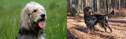 Otterhound vs Gordon Setter - Breed Comparison