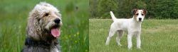 Otterhound vs Jack Russell Terrier - Breed Comparison