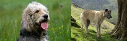 Otterhound vs Lurcher - Breed Comparison
