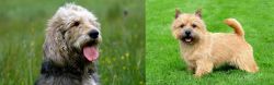 Otterhound vs Nova Scotia Duck-Tolling Retriever - Breed Comparison