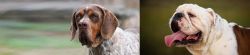 Pachon Navarro vs English Bulldog - Breed Comparison