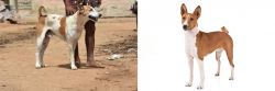 Pandikona vs Basenji - Breed Comparison