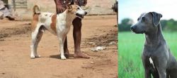 Pandikona vs Blue Lacy - Breed Comparison