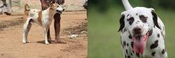 Pandikona vs Dalmatian - Breed Comparison