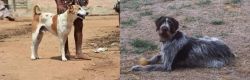 Pandikona vs Deutsch Drahthaar - Breed Comparison