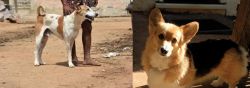 Pandikona vs Dorgi - Breed Comparison