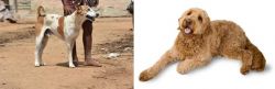 Pandikona vs Golden Doodle - Breed Comparison