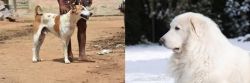 Pandikona vs Great Pyrenees - Breed Comparison