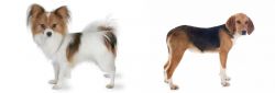 Papillon vs Beagle-Harrier - Breed Comparison