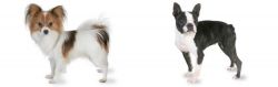 Papillon vs Boston Terrier - Breed Comparison