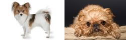 Papillon vs Brug - Breed Comparison