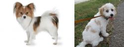 Papillon vs Cavachon - Breed Comparison