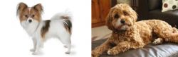 Papillon vs Cavapoo - Breed Comparison