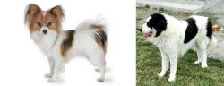 Papillon vs Ciobanesc de Bucovina - Breed Comparison