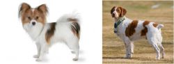 Papillon vs French Brittany - Breed Comparison