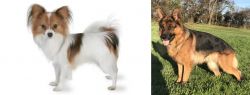 Papillon vs German Shepherd - Breed Comparison