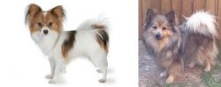 Papillon vs German Spitz (Mittel) - Breed Comparison