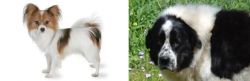 Papillon vs Greek Sheepdog - Breed Comparison