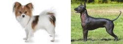 Papillon vs Hairless Khala - Breed Comparison