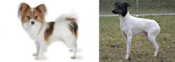 Papillon vs Japanese Terrier - Breed Comparison