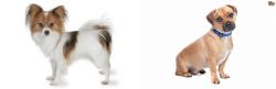 Papillon vs Jug - Breed Comparison