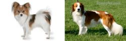 Papillon vs Kooikerhondje - Breed Comparison